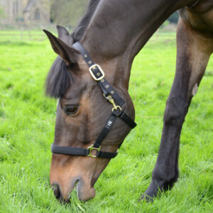Hy Equestrian Fieldsafe Head Collar -HYCONIC