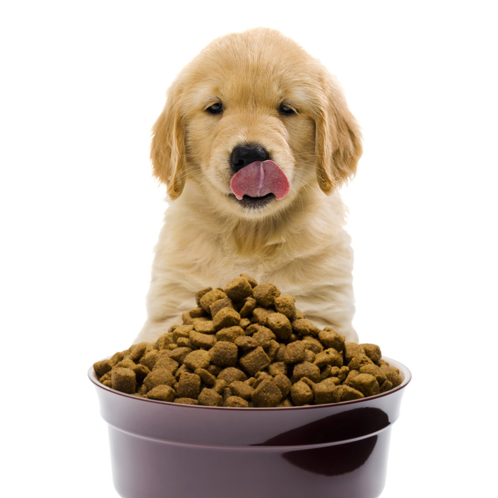 Cat & Dog Feed & Essentials Click & Collect