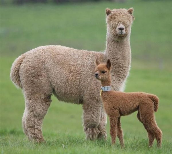 Argo Llama & Alpaca Mix 20kg & Collect - Manor Equestrian