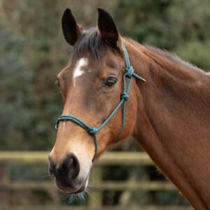 Hy Equestrian Rope Halter -Cob/Full