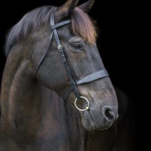 EcoRider Classic Show Bridle