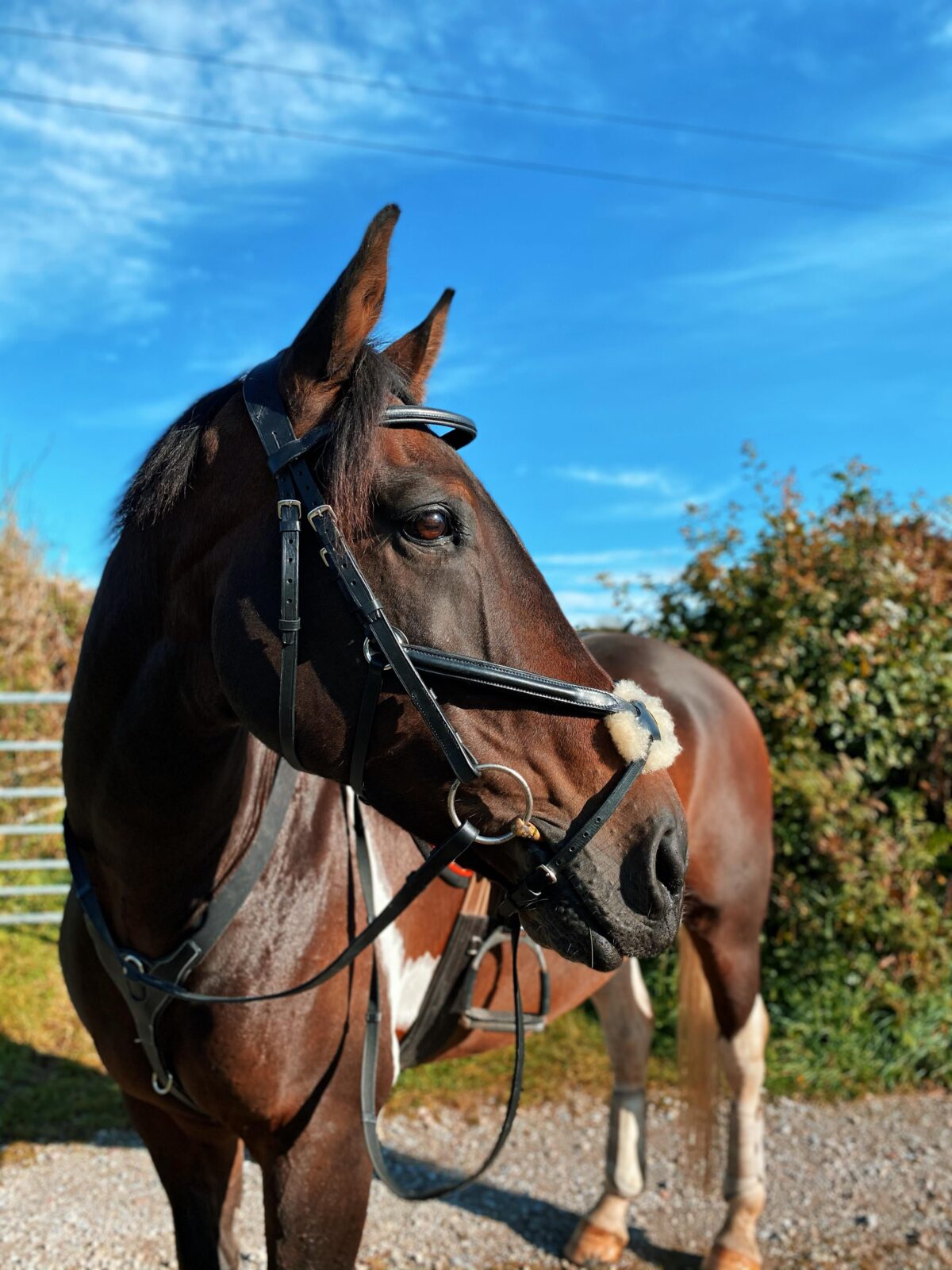 Cameo Core Collection Anatomic Grackle Bridle With Reins