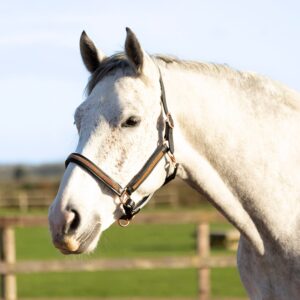 Rosciano Rose Gold Head Collar by Hy Equestrian