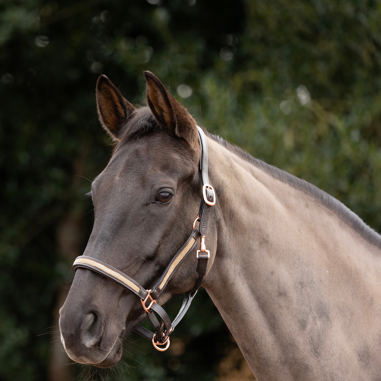 Rosciano Rose Gold Head Collar by Hy Equestrian - Image 3