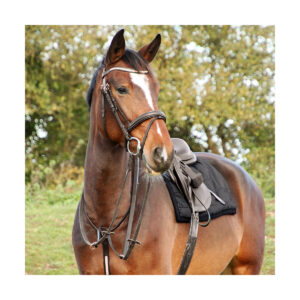 Hy Equestrian Rosciano Rose Gold Browband