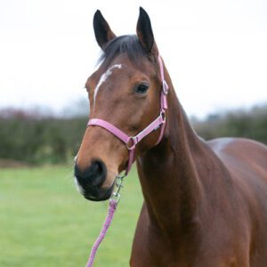Hy Equestrian Synergy Head Collar & Lead Rope