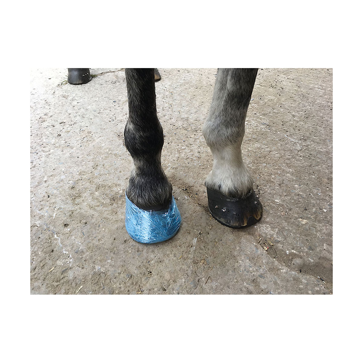 Farrier Cling - Image 3