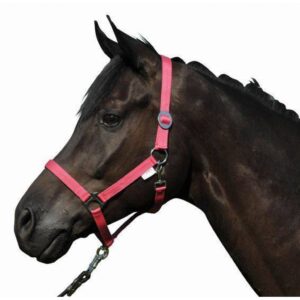 HKM Head Collar -Stars Economy