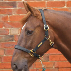 Hy Equestrian Leather Head Collar
