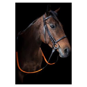 Cameo Exercise Bridle with Reins