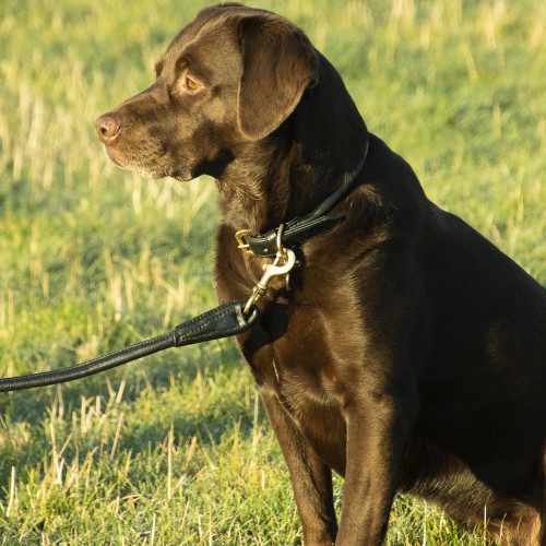 Benji & Flo Superior Rolled Leather Dog Collar