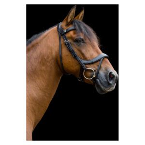 EcoRider Freedom Comfort Bridle