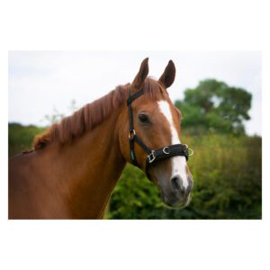 Cameo Lunging Cavesson