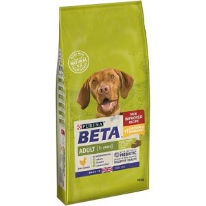 Beta Adult with Chicken
