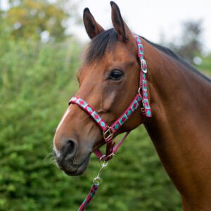 Hy Equestrian Woven Polo Head Collar & Lead Rope
