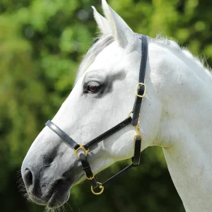 Premier Equine Plain Leather Head Collar