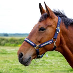 Hy Equestrian Head Collar -Mystic 