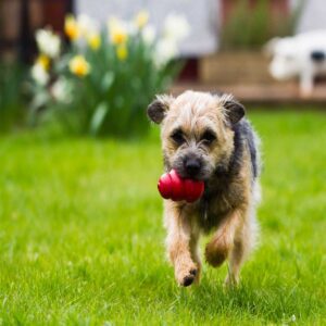 This has been the gold standard of dog toys for over 40 years.