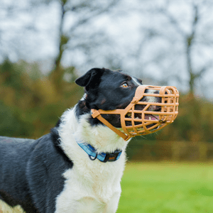 The basket design ensures the dog's welfare by allowing them to pant, drink and play.