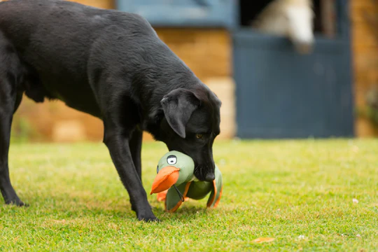 Gifts For Your Pet
