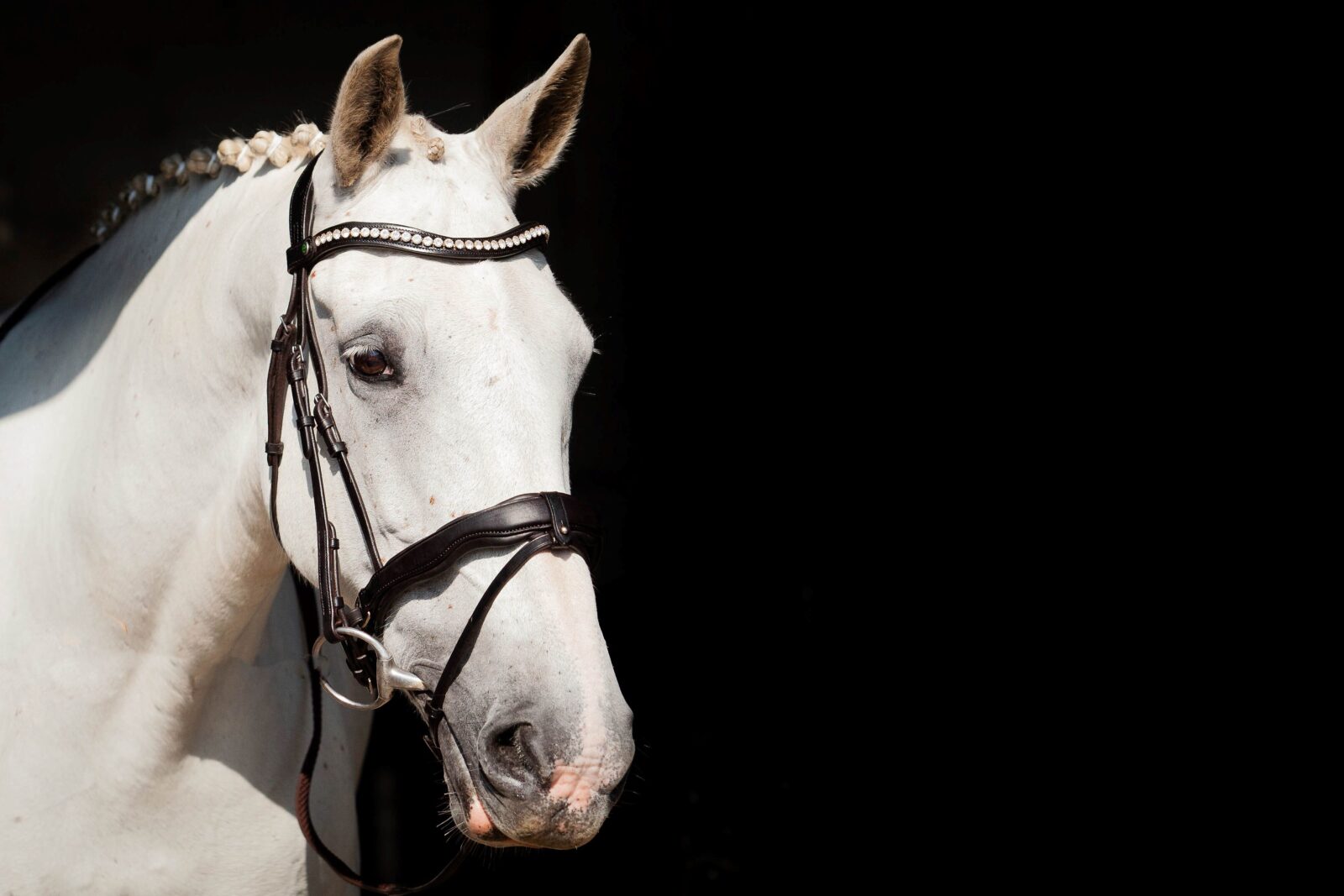 EcoRider Ultra Comfort Bridle -Navan V2