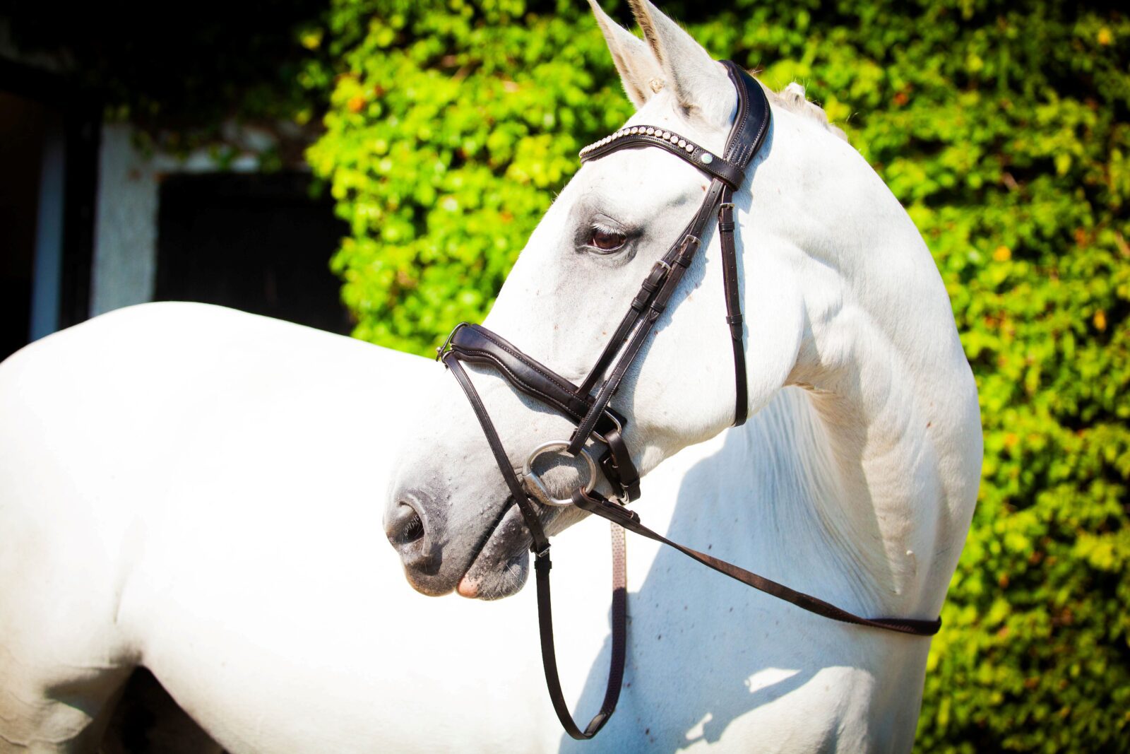 EcoRider Ultra Comfort Bridle -Navan V2