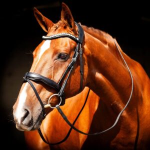 EcoRider Ultra Comfort Bridle -Navan V2