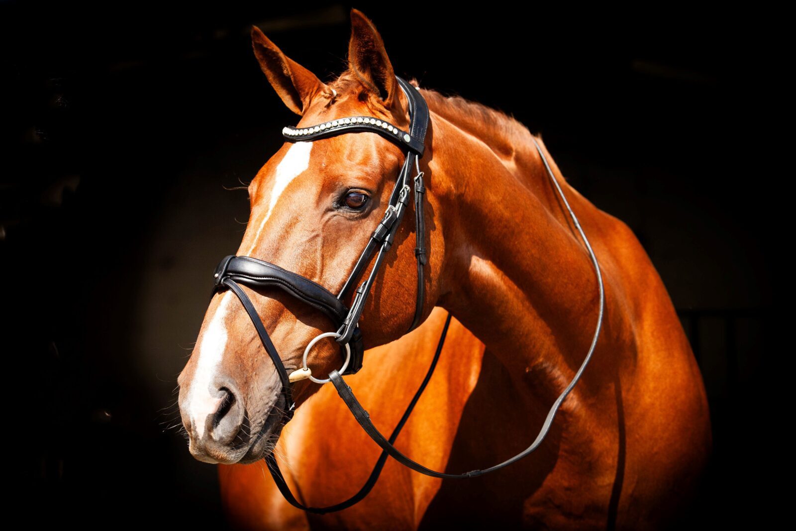 EcoRider Ultra Comfort Bridle -Navan V2