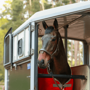 Equilibrium Stellar Headcollar -2024