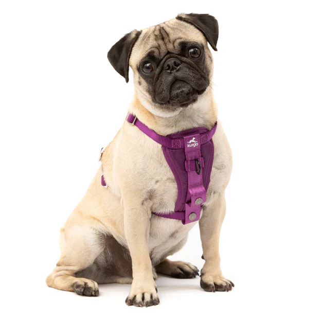 Kurgo Enhanced Strength Tru-Fit Smart Dog Harness -Car - Image 5