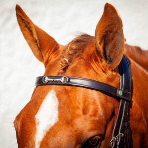 EcoRider Ultra Comfort Snaffle Browband