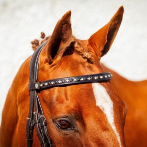 EcoRider Ultra Comfort Browband -Nouveau