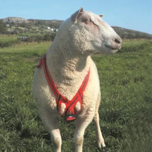 Farm Animal Essentials
