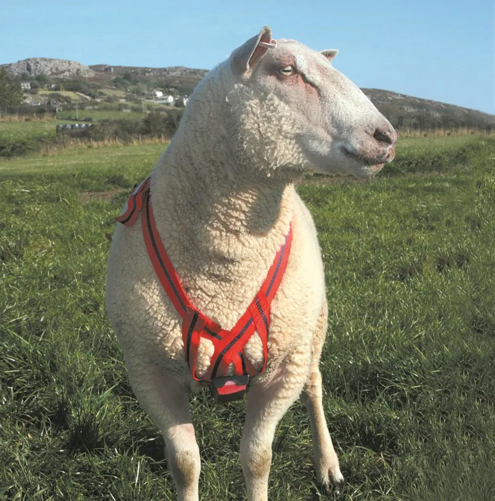 Farm Animal Care & Protection