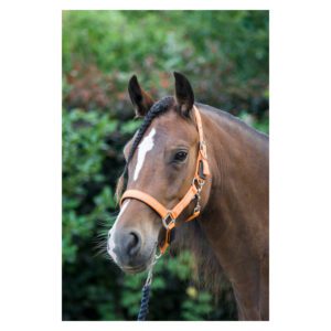 Cameo Equine Headcollar -Fieldsafe