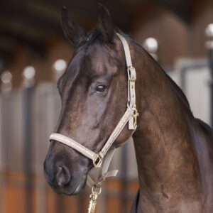 HV Polo Headcollar -HVPNena