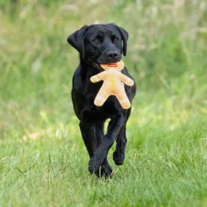 Benji & Flo Dog Toys -Christmas