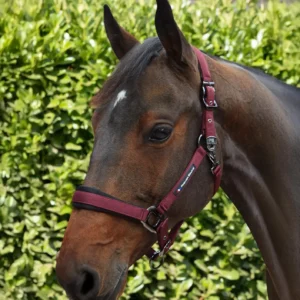 Premier Equine Padded Head Collar with Lead Rope -Corda