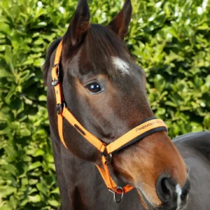 Premier Equine Padded Head Collar with Lead Rope -Duco