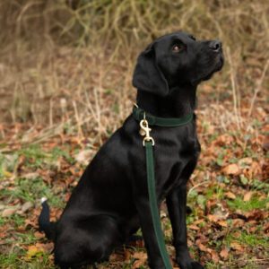 Benji & Flo Dog Collar -Noble Suede 