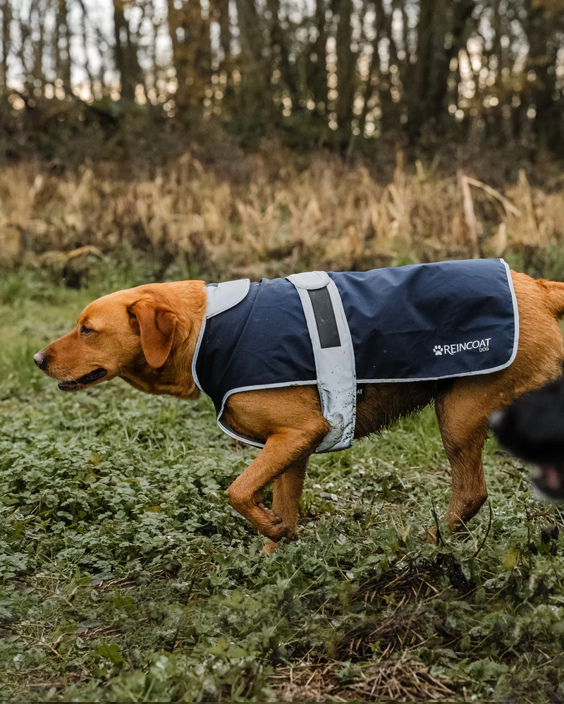 Reincoat Waterproof Dog Coat - Image 3