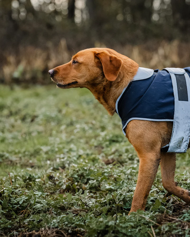Reincoat Waterproof Dog Coat - Image 4