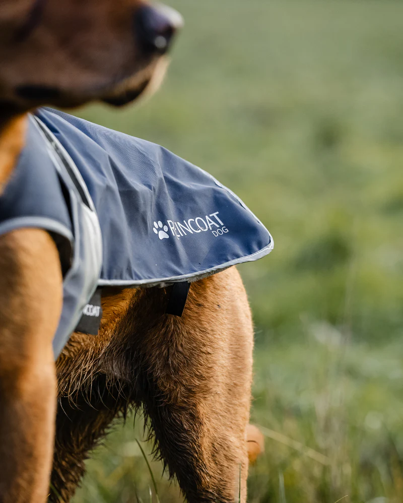 Reincoat Waterproof Dog Coat - Image 5