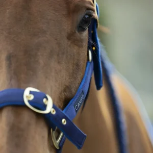 Cameo Equine Padded Headcollar -Suede 