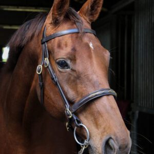 Ecorider Classic Inhand Bridle