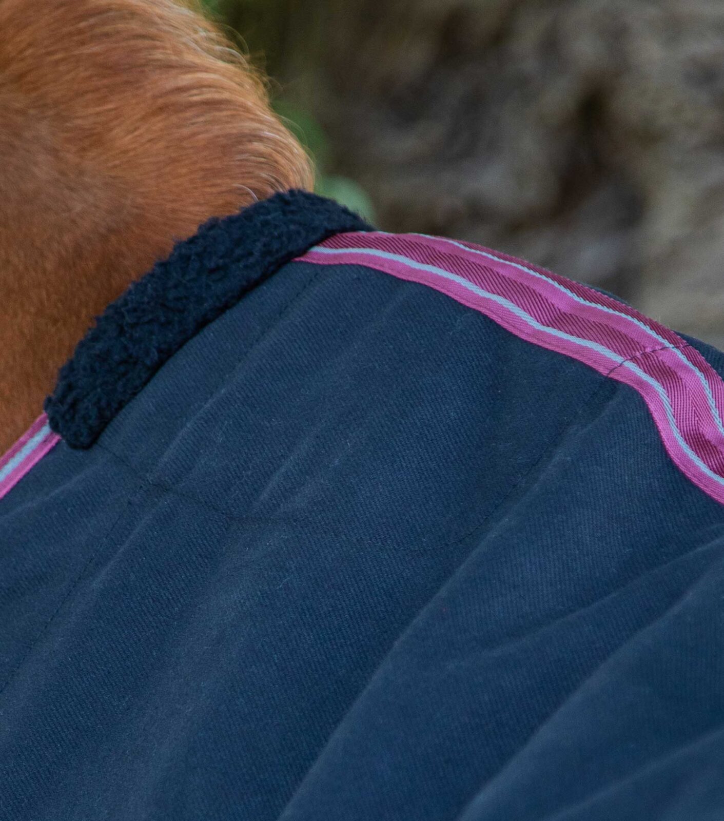 Premier Equine Stable Sheet -Barrasso - Image 3