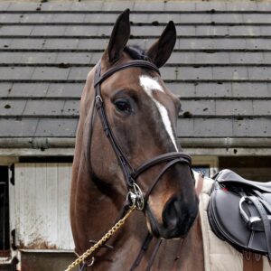 Whitaker Ready to Ride Flash Bridle