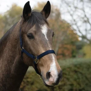 HY Equestrian Head Collar -HyCONIC