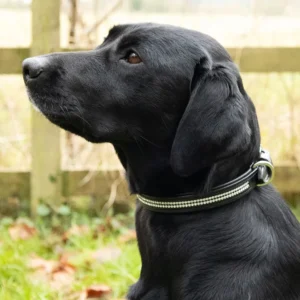 Dazzling Diamante Dog Collar by Benji & Flo