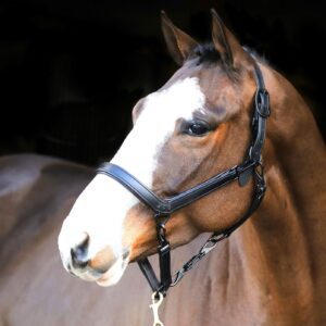 Liveryman Clipping Halter -Black